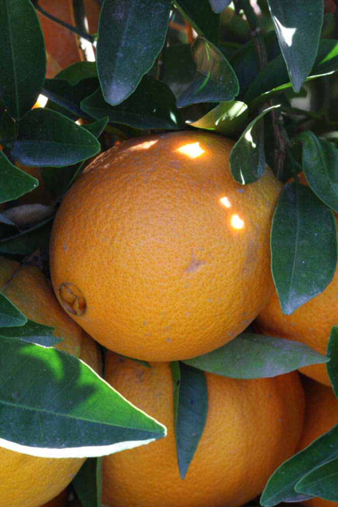              Fruit (Riverside, CA)       